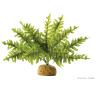 Exo Terra,Reptiles, Amphibians Boston Fern Terrarium Plant