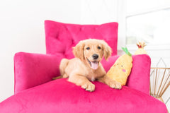 ZippyPaws NomNomz Plush Pineapple Dog Toy