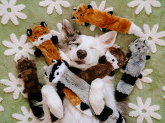 ZippyPaws Skinny Peltz Dog Toy Small 3 pack