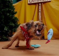 Bark Twins Trout Fish Plush Dog Toy Extra Small / Small