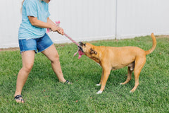 Jolly Pets® Flatheads Tug Dog Toy – Cow