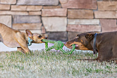 Jolly Pets® Knot-N-Chew – Gentle Tugger