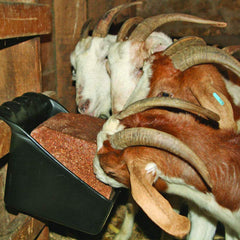 Little Giant® Universal Block Holder and Feeder – Durable Feeder for Livestock