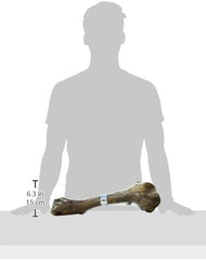Barkworthies Femur Bone Chew for Pets