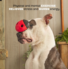 Bark Super Chewer The Iron Ladybug Dog Toy Small / Medium