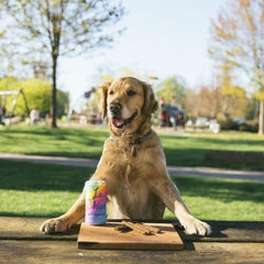 ZippyPaws Squeakie Can - Le Chien Squeakie Can Small Dog Toy, Rainbow Dog Toy with Squeakers, Plush Dog Toys for Aggressive Chewers, Summer Dog Toys, Rainbow Dog Pride Accessories