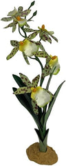 Komodo Spider Orchid Plant, Medium