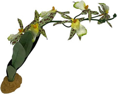 Komodo Spider Orchid Plant, Medium