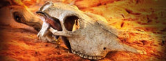 Exo Terra Buffalo Skull Terrarium D