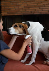 Bio-Groom Flea & Tick Dog Shampoo – Flea and Tick Prevention for Dogs, Cat Flea Treatment, Cruelty-Free, Made in USA, Natural Tick Repellent, Protein-Lanolin Shampoo