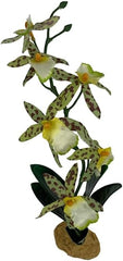 Komodo Spider Orchid Plant, Medium