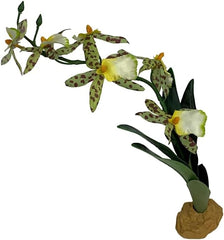Komodo Spider Orchid Plant, Medium
