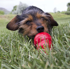 KONG Easy Treat – Dog Treat Paste – Peanut Butter – 8 oz