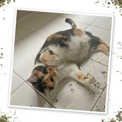 SMARTERPAW Meowijuana Garden Pawty Catnip, Dill, Parsley & Valerian Root Blend 26 g