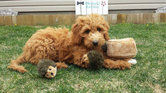 ZippyPaws Burrow - Interactive Dog Toys for Boredom - Hide and Seek Dog Toys, Colorful Squeaky Dog Toys for Small & Medium Dogs, Plush Dog Puzzles - Hedgehog Den