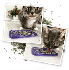 Meowijuana Meowi-Waui Primo Kitty Weed 18 g