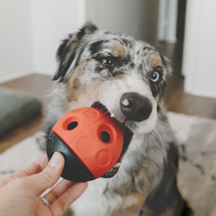 Bark Super Chewer The Iron Ladybug Dog Toy Small / Medium