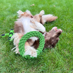 Jolly Pets® Tik Tak Tugzz Rope Dog Toy – O-Shaped