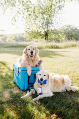 ZippyPaws Squeakie Can - Zippy Extra, Funny Alcohol Dog Toys, Beer Can (one size)