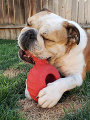 Jolly Pets® Jolly Tuff Treader