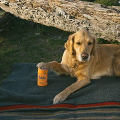 ZippyPaws - Squeakie Can Dog Toys, Stuffing Squeaker Plush Beverage Dog Toy - Fetcha