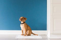 PRECISION PET PRODUCTS Little Stinker Housebreaking Pads 6-Layer Liquid Lock Varying Multi-packs Available,White