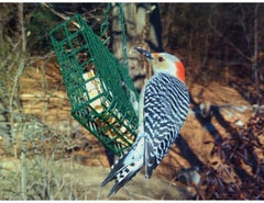 C & S Products Woodpecker Treat Beef Suet,Corn,Oats,Peanuts,Pecans 11 Oz