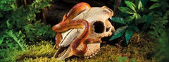 Exo Terra Buffalo Skull Terrarium D