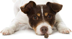 Pet Greens Treats Healthy Salmon Semi-Moist Dog Treat 6 Ounce