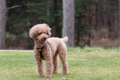 Curli Apple Leather Dog Harness