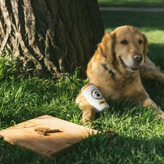 ZippyPaws - Squeakie Can, Stuffing Squeaker Plush Beverage Dog Toy - Zippy Claw