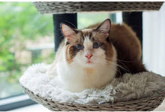 PetPals Group Tundra Modern Handwoven Cat Tree with Paper Rope Scratching Posts, 50" H