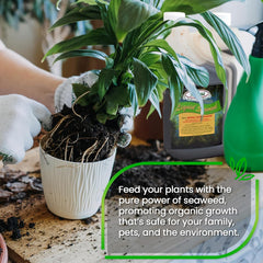 Medina® Liquid Seaweed