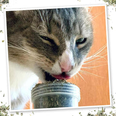 Meowijuana Meowi-Waui Primo Kitty Weed 18 g