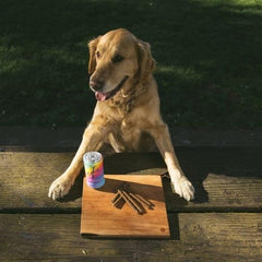 ZippyPaws Squeakie Can - Le Chien Squeakie Can Small Dog Toy, Rainbow Dog Toy with Squeakers, Plush Dog Toys for Aggressive Chewers, Summer Dog Toys, Rainbow Dog Pride Accessories