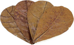 Seachem Catappa Leaves 12 Pack