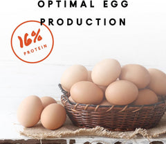 Manna Pro Chicken Feed, 16% Protein Layer Crumbles with Probiotics for Digestive Health, Complete Feed for Laying Hens to Support Egg Production, Nutrient-Rich Chicken Food, Made in USA, 8 lb Bag