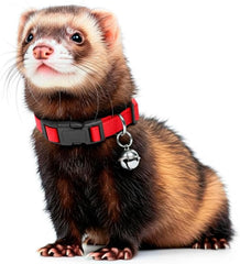 Marshall Pet Products Bell Collar