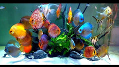 JW® Aquarium SmartTemp Thermometer White Color One Size