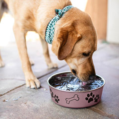 Loving Pets Bella Dog Bowls- Stainless Steel Dog & Cat Bowls - Spill Proof Dog Food Bowl, Cat Bowl, Puppy Essentials & Pet Supplies Great for Home & Travel