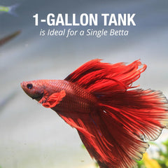 Tetra LED Betta Tank Kit 1 Gallon, Trapezoid aquarium With Base Lighting (24050)
