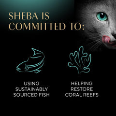 Sheba Perfect Portions Kitten Wet Cat Food Pate Chicken Entree, Twin-Pack Tray 1 Count, 2 Servings 2.6-oz(Pack of 12)