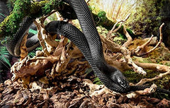 Galápagos Spider Wood, Natural, 12 - 24"