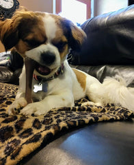 SPOT Bam-Bones Bone - Made with Strong Bamboo Fiber, Durable Long Lasting Dog Chew for Light to Moderate Chewers, Great Toy for Adult Dogs & Teething Puppies Under 25lbs, Bacon Flavor