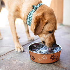 Loving Pets Bella Dog Bowls- Stainless Steel Dog & Cat Bowls - Spill Proof Dog Food Bowl, Cat Bowl, Puppy Essentials & Pet Supplies Great for Home & Travel