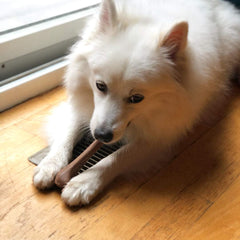 SPOT Bam-Bones Bone - Made with Strong Bamboo Fiber, Durable Long Lasting Dog Chew for Light to Moderate Chewers, Great Toy for Adult Dogs & Teething Puppies Under 25lbs, Bacon Flavor