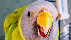 JW® Hall Of Mirrors Bird Toys