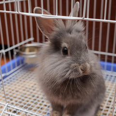 SPOT Stainless Steel Coop Cup with Wire Hooks – Durable, Chew-Resistant Food Bowl for Cages and Crates, Ideal for Feeding Birds, Parrots, Rabbits, Ferrets, and Reptiles