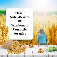 LAFEBER'S Classic Nutri-Berries Pet Bird Food, Made with Non-GMO and Human-Grade Ingredients, 10 oz