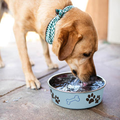 Loving Pets Bella Dog Bowls- Stainless Steel Dog & Cat Bowls - Spill Proof Dog Food Bowl, Cat Bowl, Puppy Essentials & Pet Supplies Great for Home & Travel